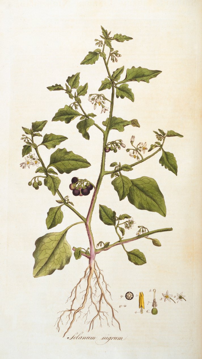 Solanum nigrum [belladonna], illustrazione da Flora Londiniensis [Fiori di Londra] di William Curtis, pubblicata 1777-98 (incisione a colori) da English School