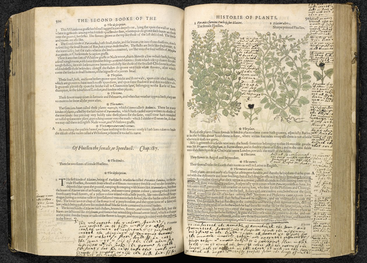 Veronica, pagine 500-501 da 