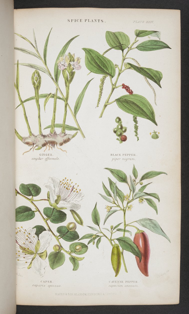 Piante aromatiche, da 