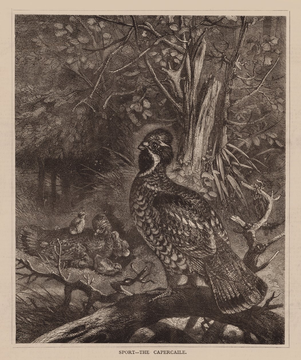 Sport, Il gallo cedrone (incisione) da English School