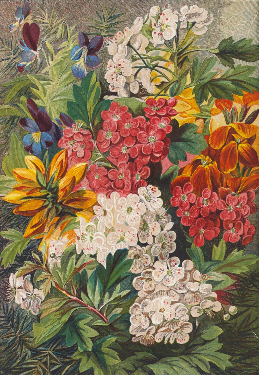 Fiori di primavera (litografia a colori) da English School