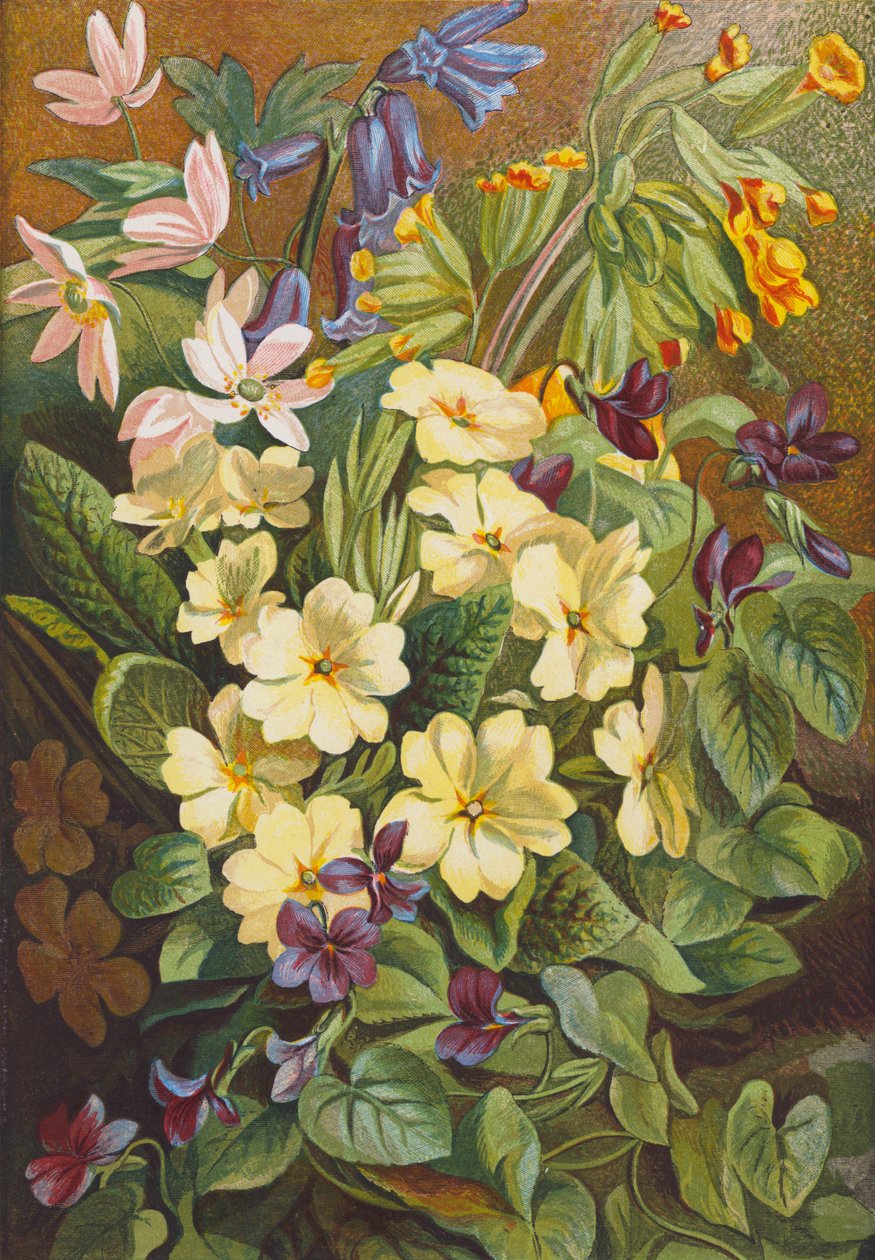 Fiori di primavera (litografia a colori) da English School