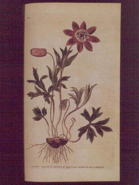 Anemone stellata (Anemone hortensis), tavola 123 da 