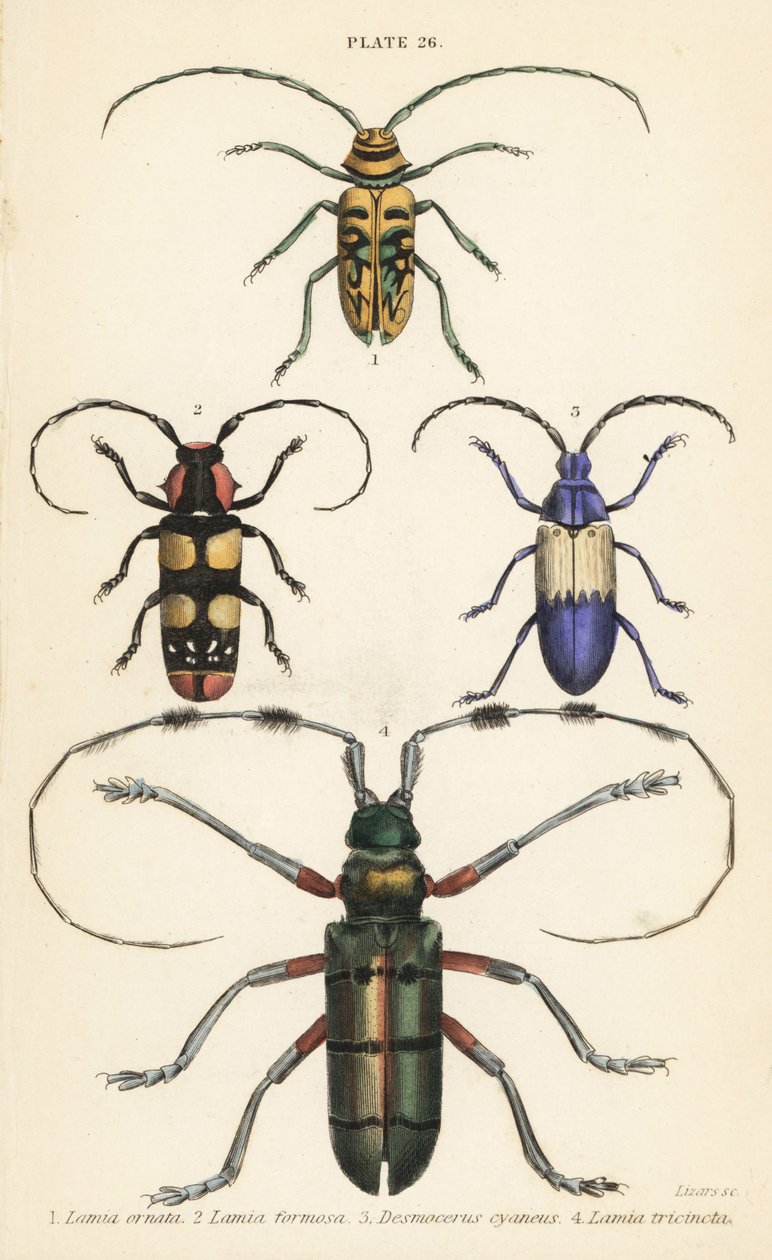 Sternotomis pulchra, Tragocephala formosa, borer di sambuco, Desmocerus palliatus, e Thysia wallichii da English School
