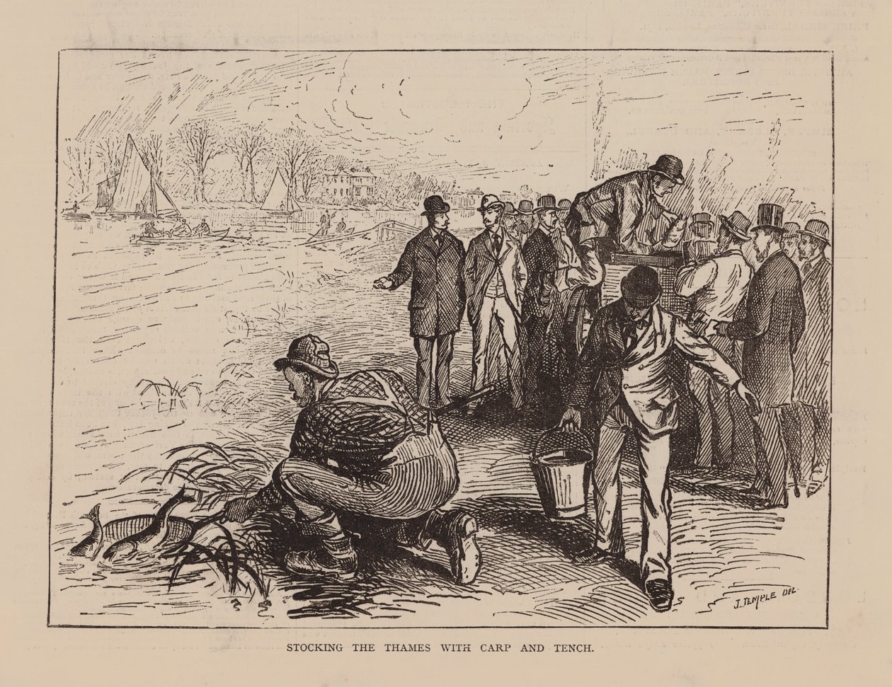 Ripopolamento del Tamigi con carpe e tinche (incisione) da English School