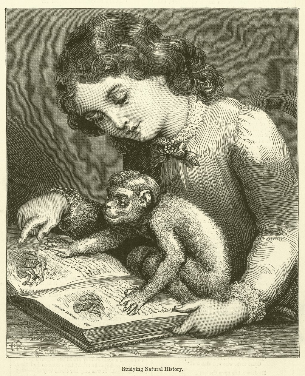Studio della storia naturale (incisione) da English School