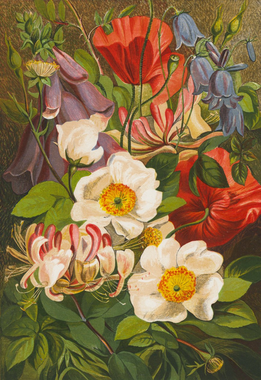 Fiori estivi (litografia a colori) da English School