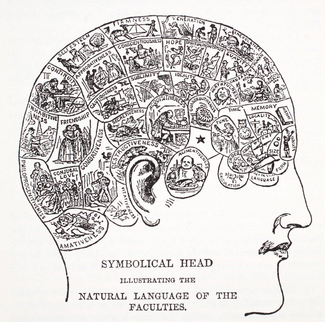 Testa simbolica che mostra il linguaggio naturale delle facoltà da English School