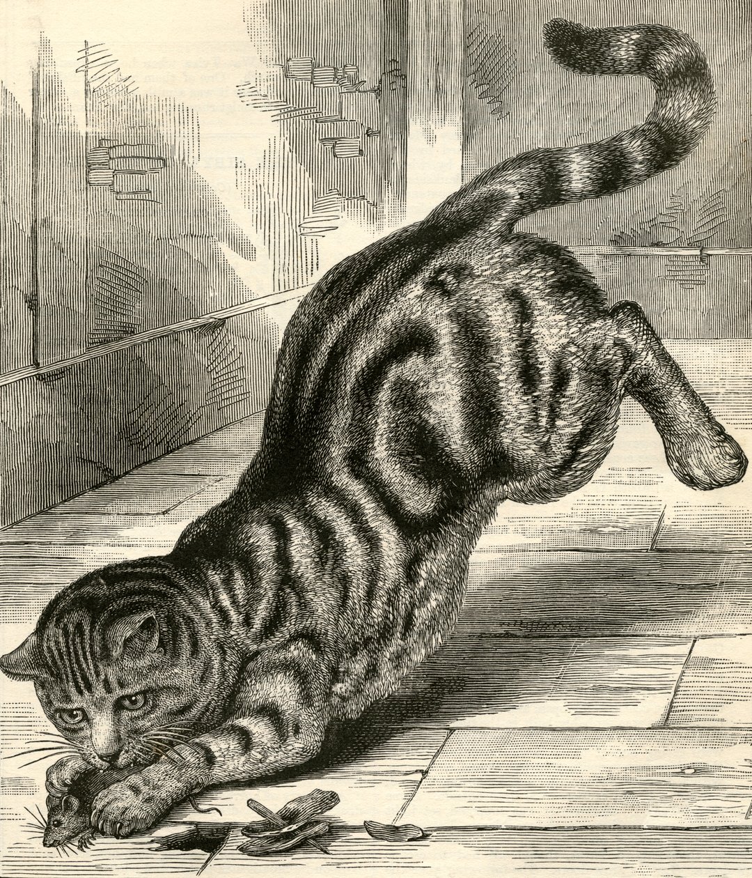 Gatto Soriano che Salta su un Topo da English School