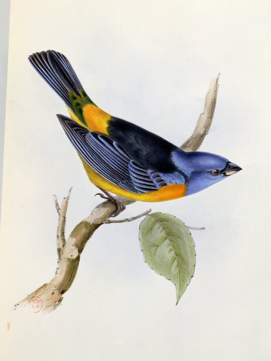 Tanagra Darwini, tavola 34 da La Zoologia del Viaggio dell