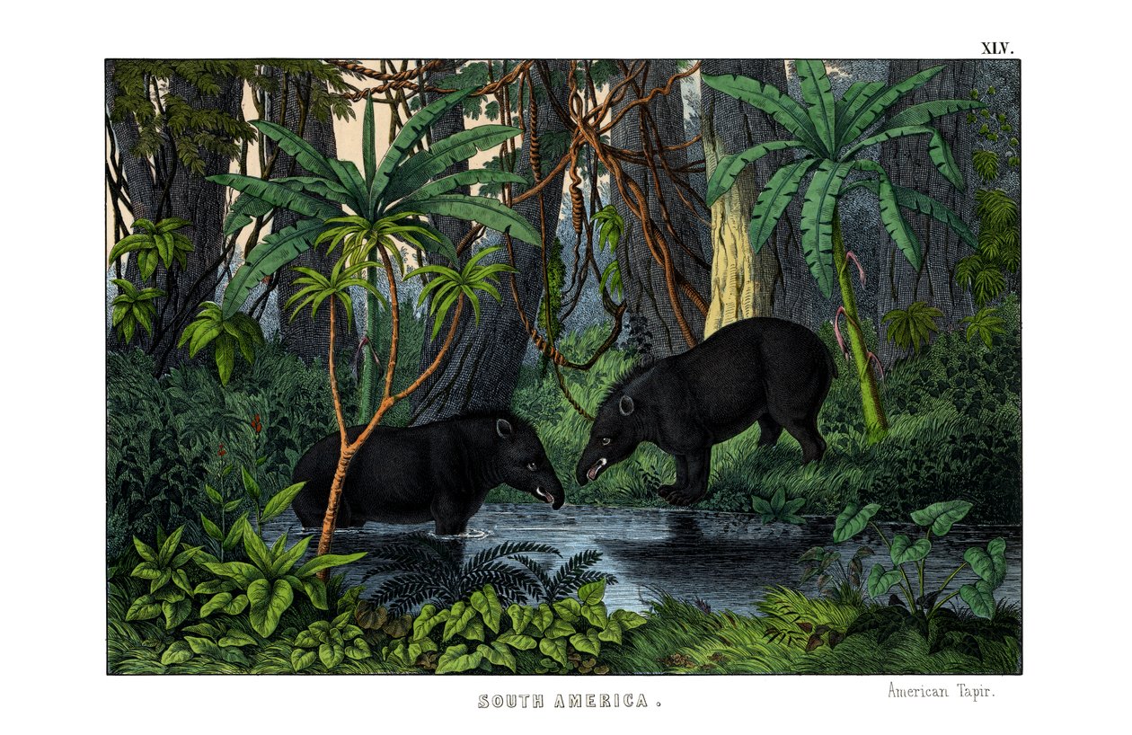 Tapir da English School