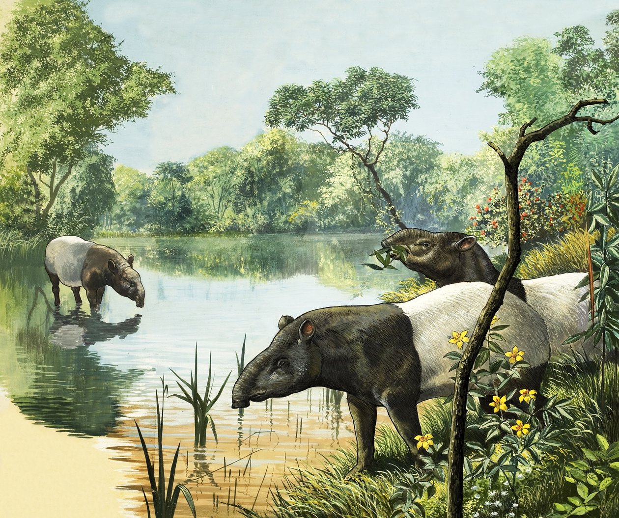 Tapiri, illustrazione dal Paese delle meraviglie della natura da English School