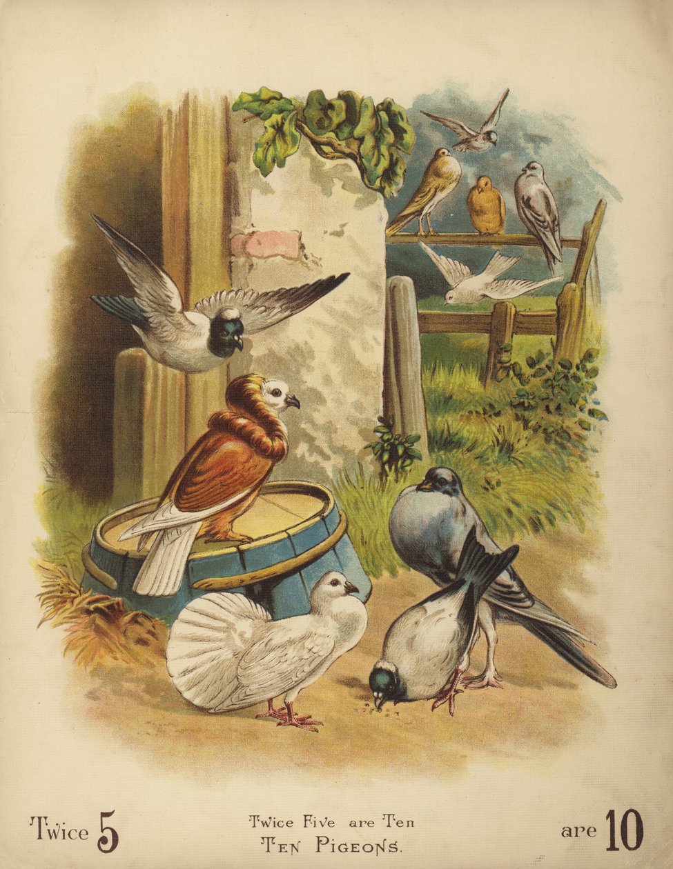 Dieci piccioni (cromolito) da English School