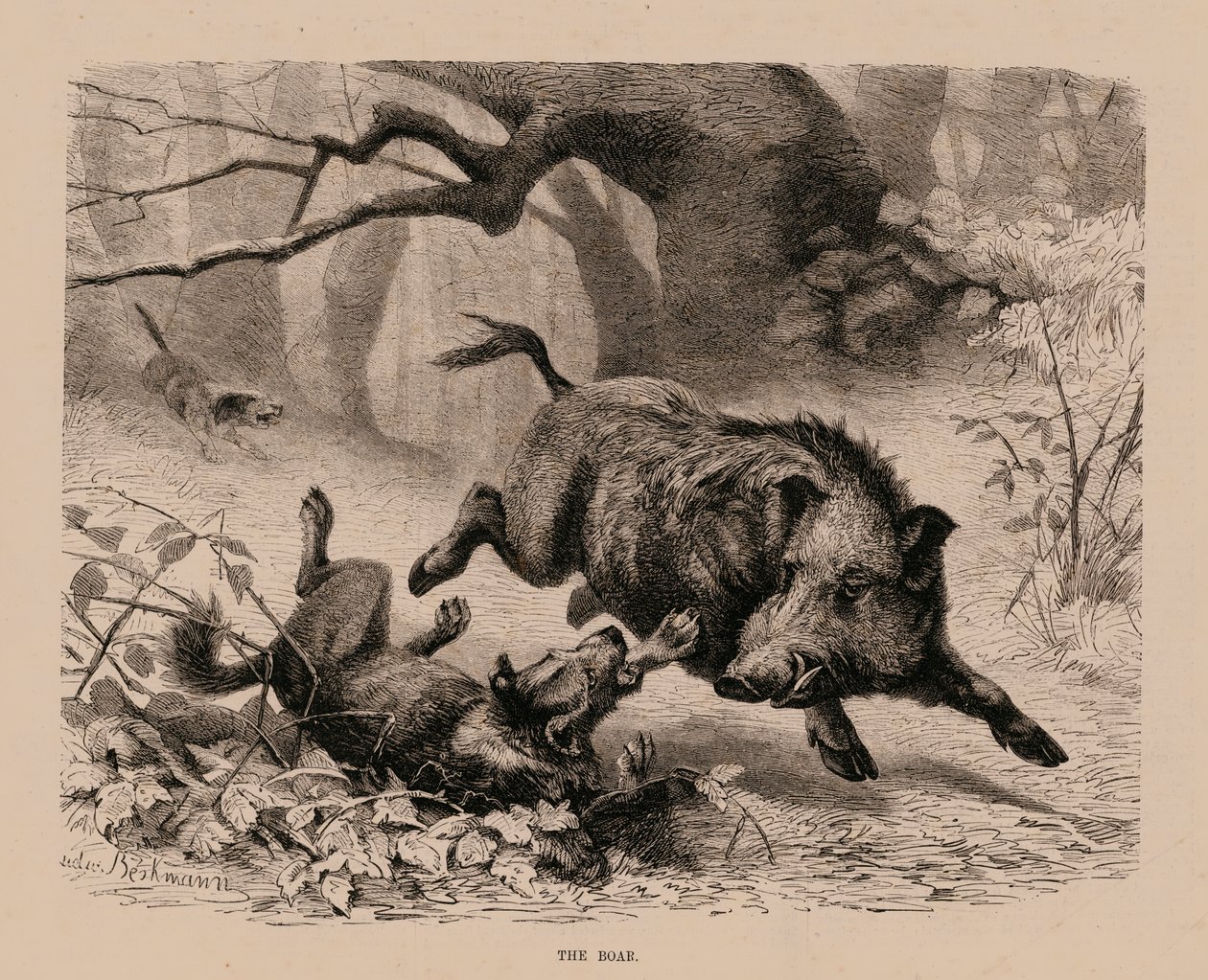 Il cinghiale (incisione) da English School