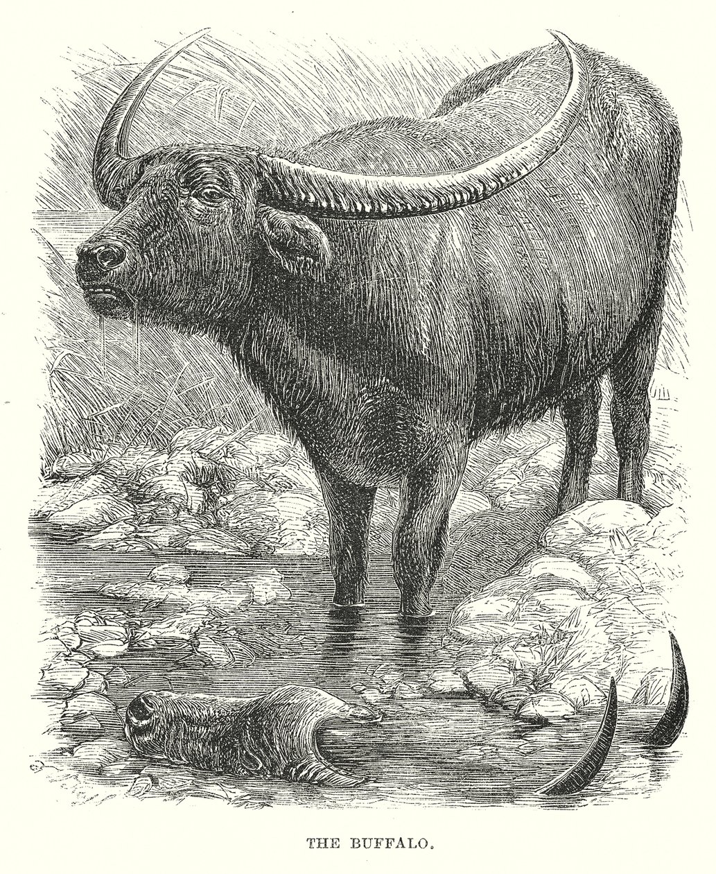 Il bufalo (incisione) da English School