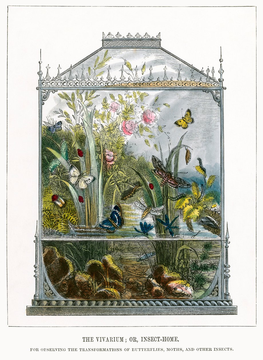 Il Vivarium delle farfalle (incisione a colori) da English School