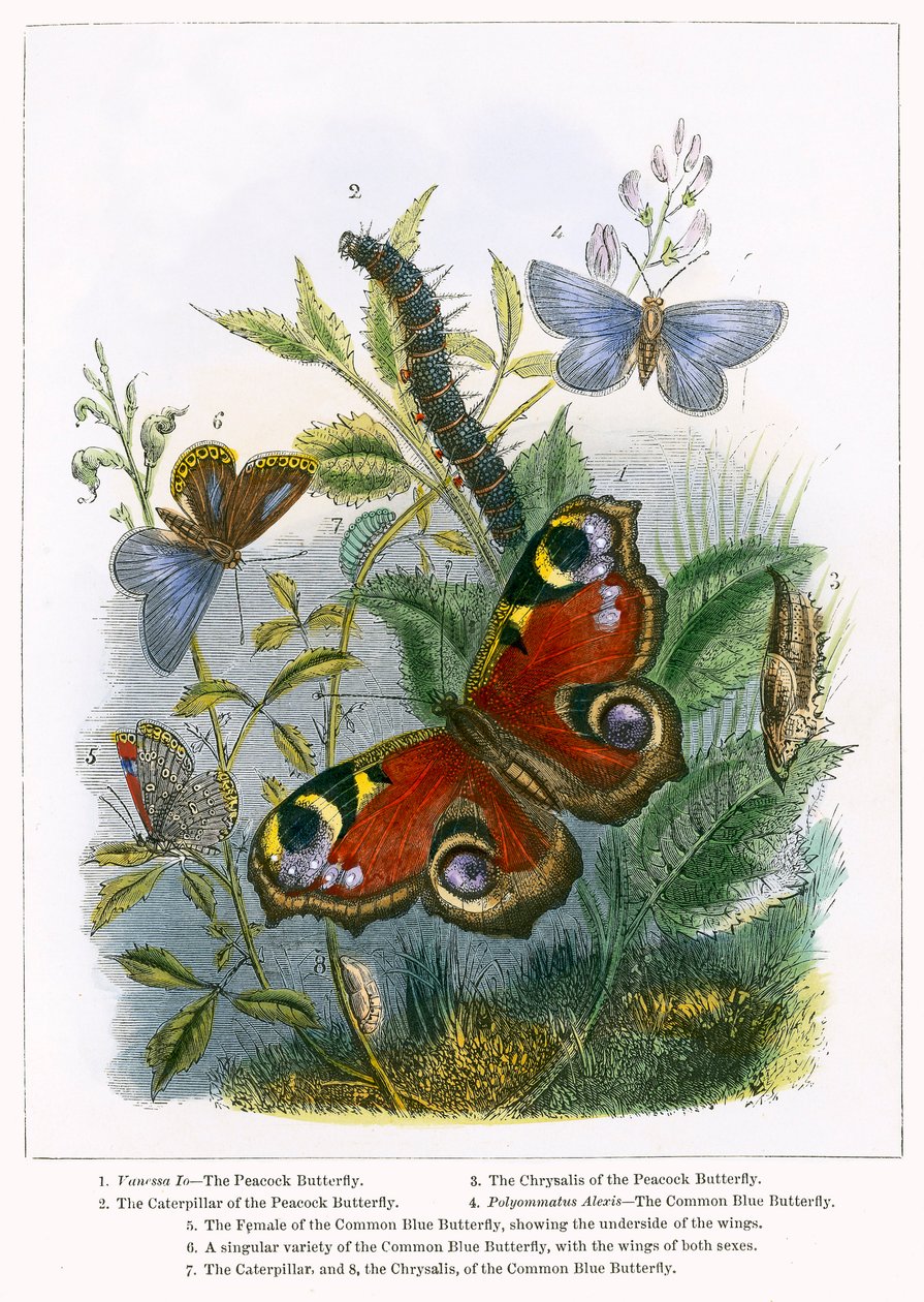 Il Vivarium delle farfalle (incisione a colori) da English School
