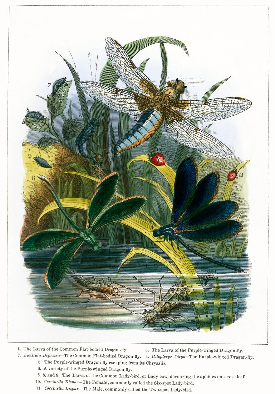 Il Vivarium delle farfalle (incisione a colori) da English School