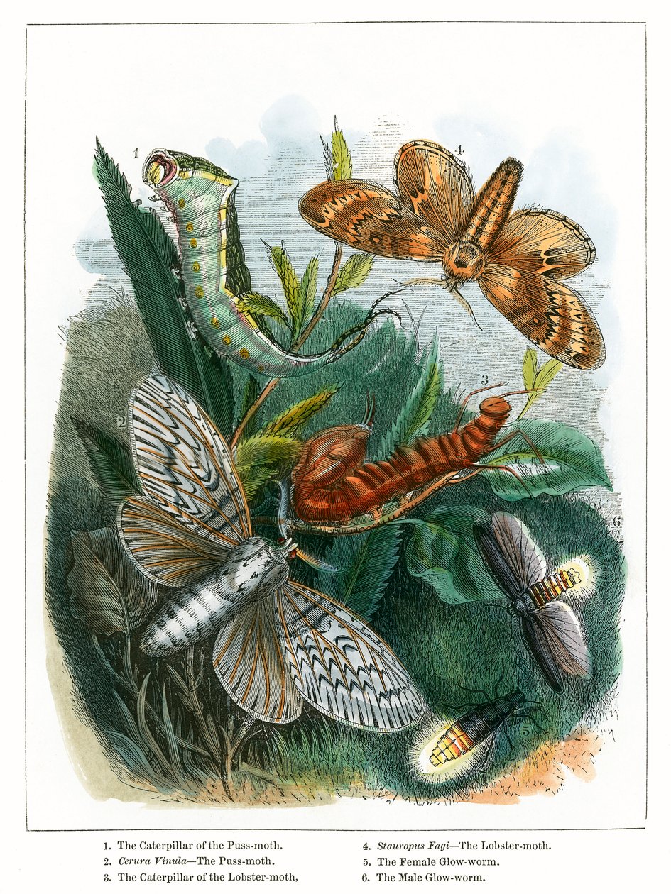 Il Vivarium delle farfalle (incisione a colori) da English School