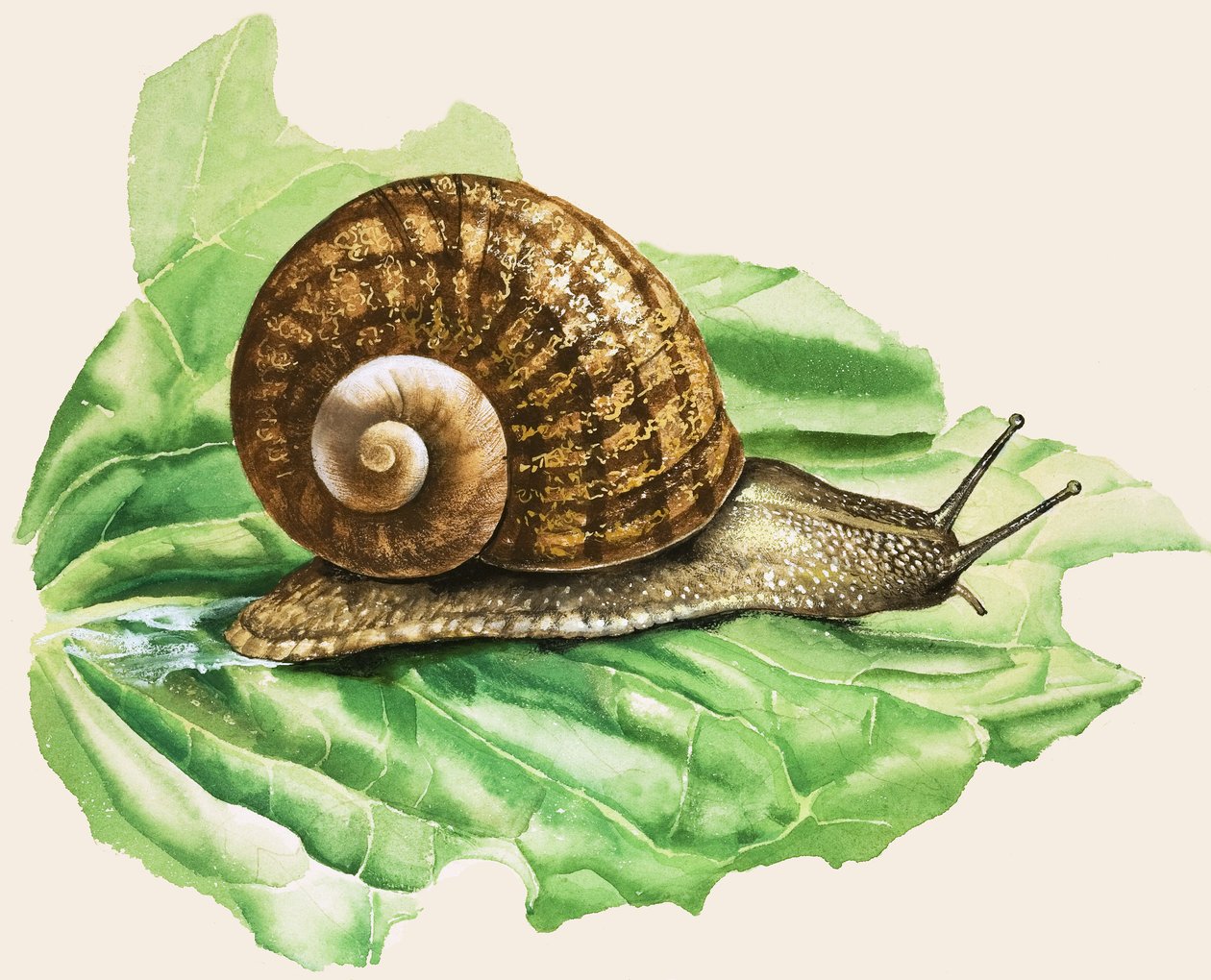 La comune lumaca da giardino, illustrazione da "Lumache e limacce". da English School