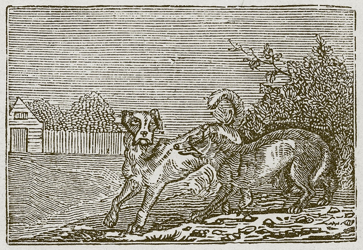 Il cane e il lupo (incisione) da English School