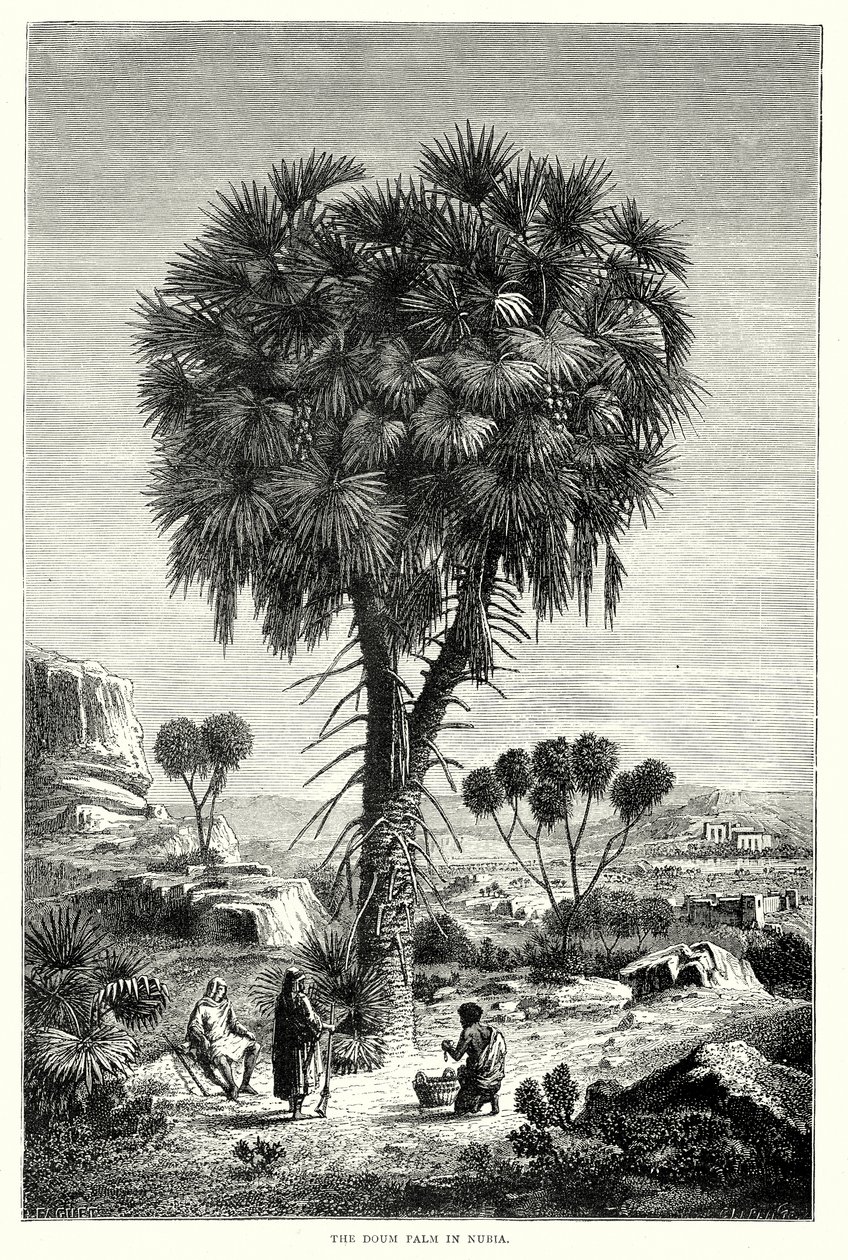 La palma di Doum in Nubia (incisione) da English School