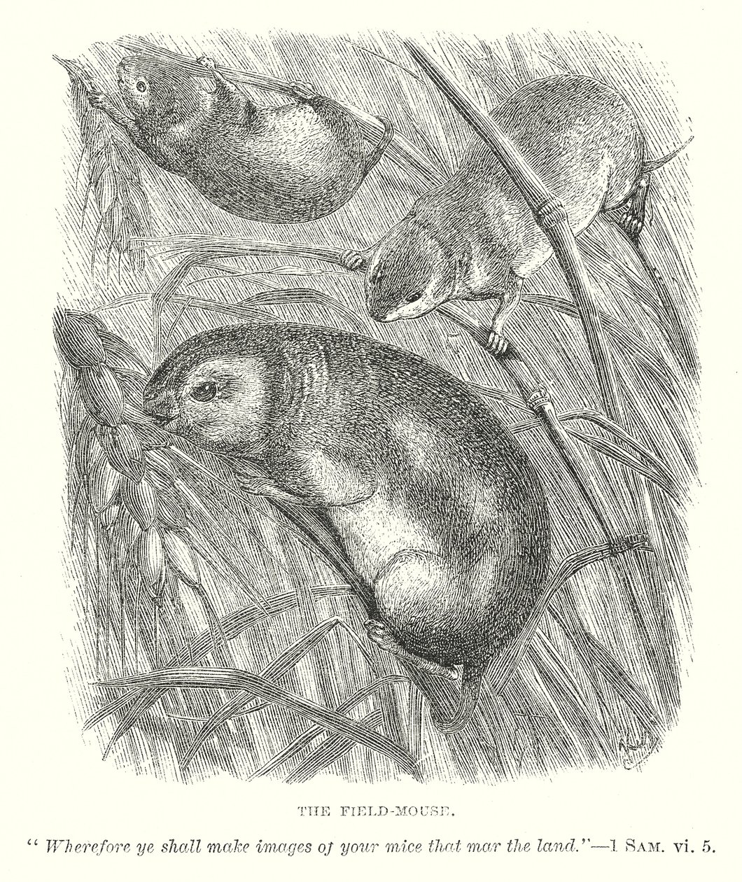 Il topo di campagna (incisione) da English School