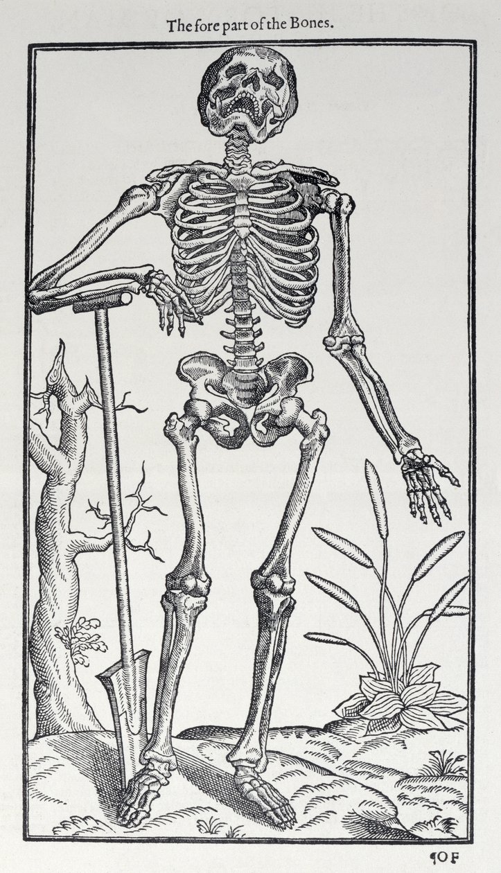 Parte anteriore delle ossa, tavola da The Historie of Man pubblicato da John Banister, 1578 da English School
