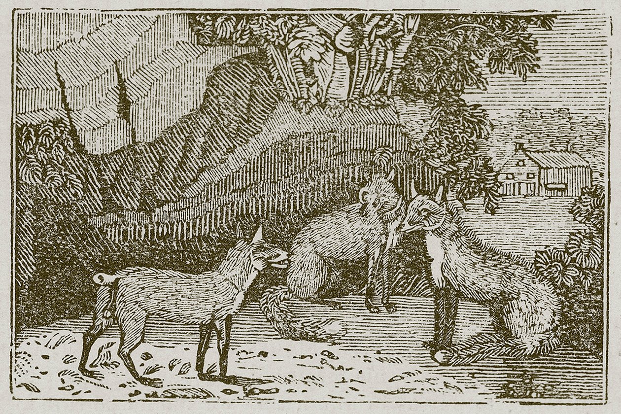 La volpe senza coda (incisione) da English School