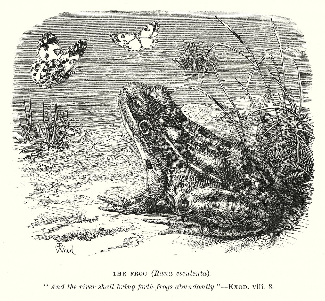 La rana (Rona Esculenta) (incisione) da English School