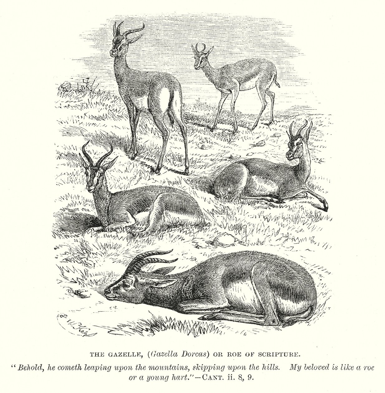 La gazzella (Gazella Dorcas) o il capriolo della Scrittura (incisione) da English School