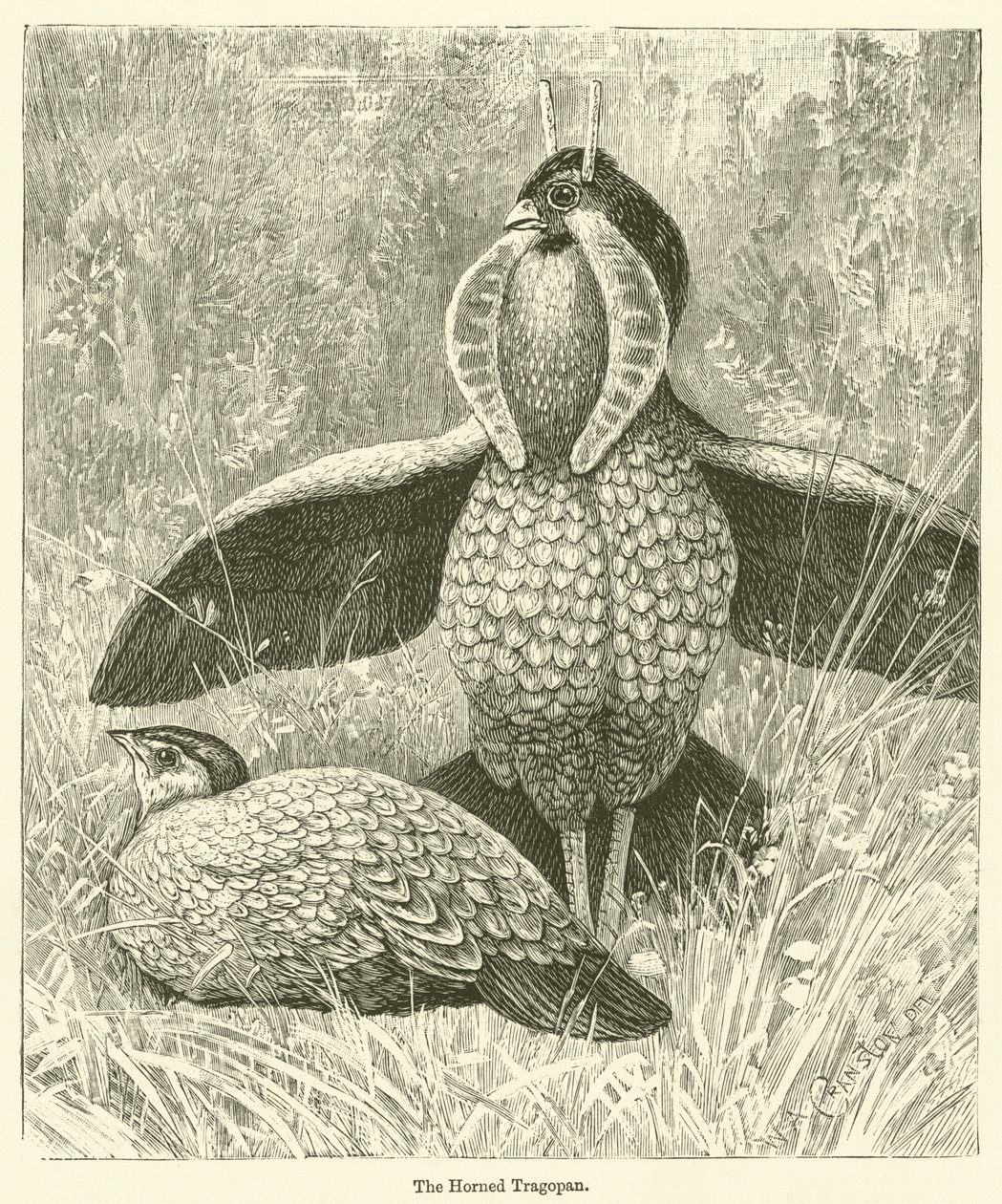 Il Tragopan cornuto (incisione) da English School