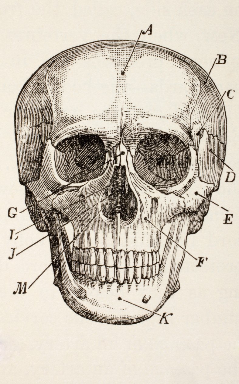 Il cranio umano, c.1890 da English School