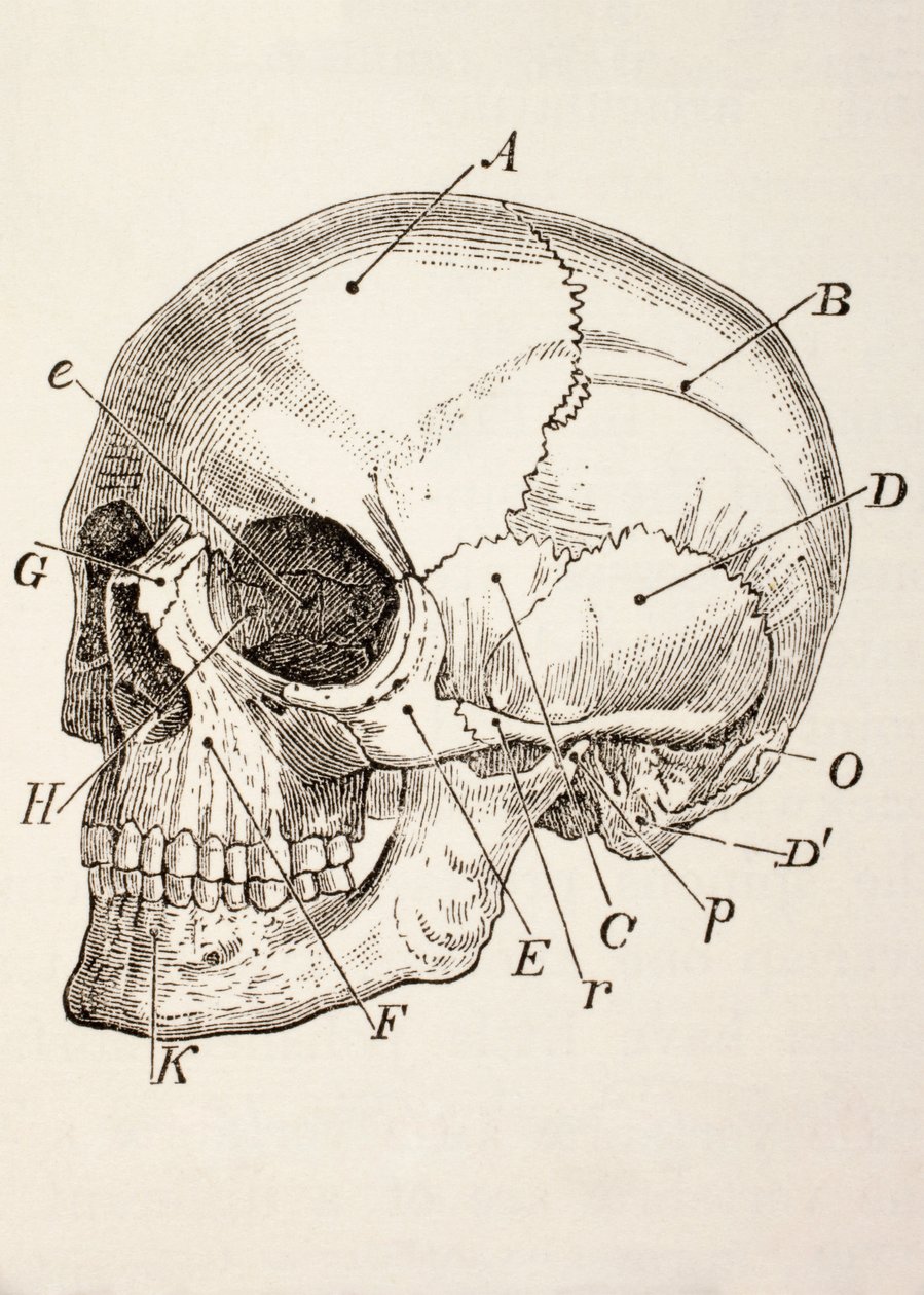 Il cranio umano, c.1890 da English School