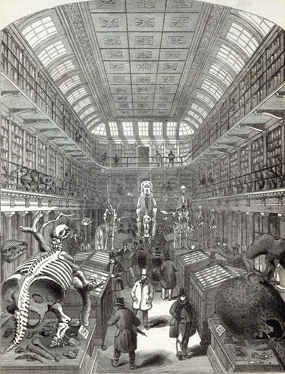 Il Museo Hunterian, al Royal College of Surgeons, da 