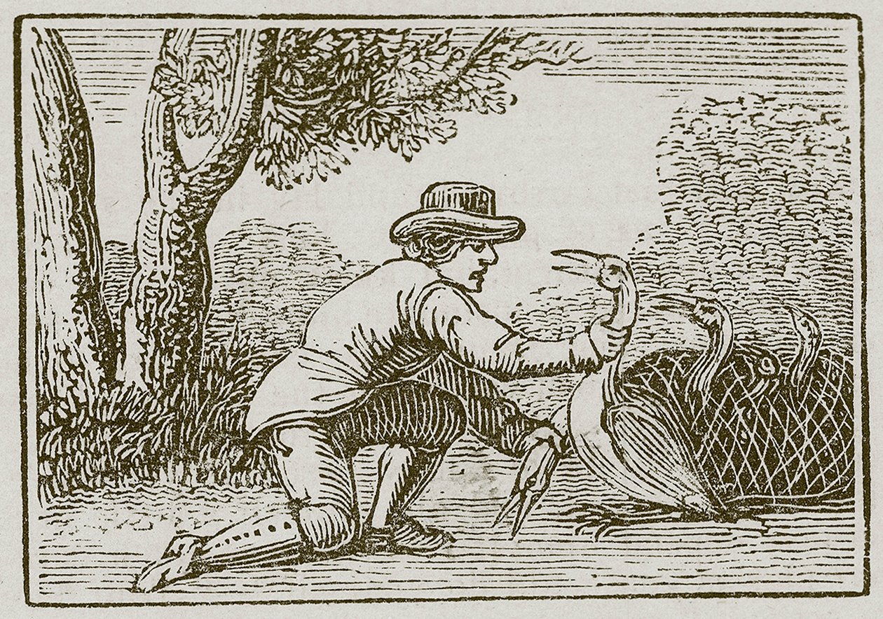 Il maritino e la cicogna (incisione) da English School