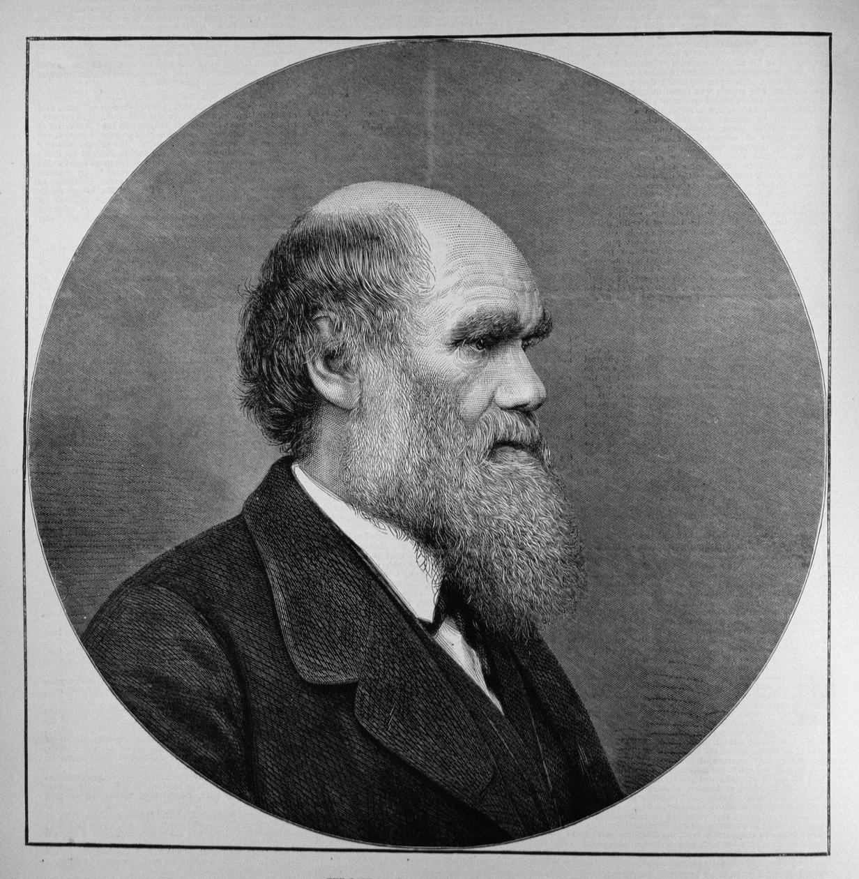 Il defunto signor C. R. Darwin, FRS, LLD, da The Illustrated London News, 29 aprile 1882 da English School