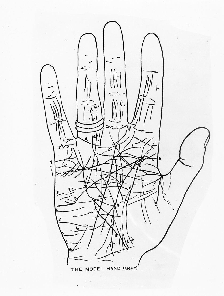 La mano del modello (destra) da English School