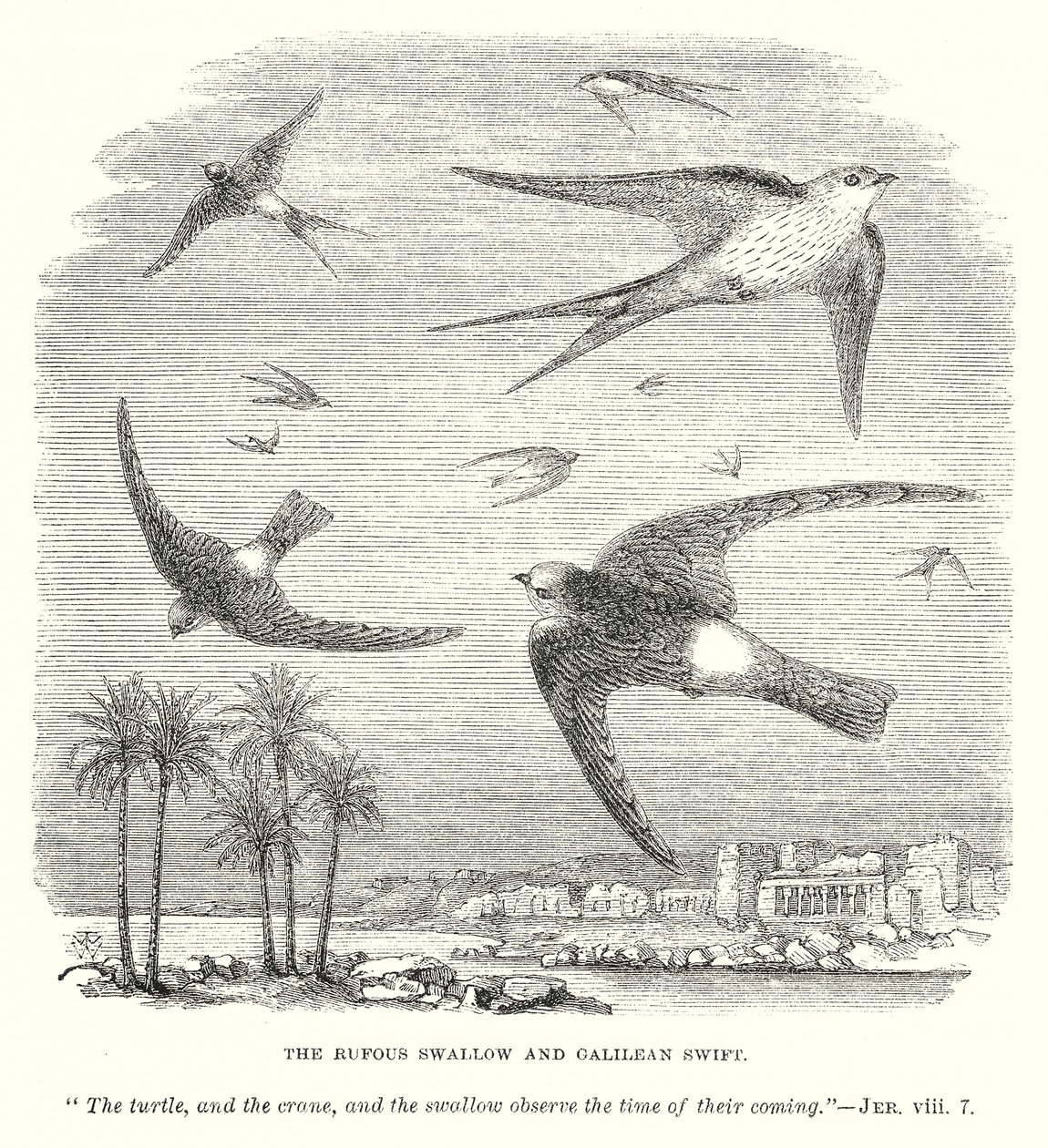 La rondine rufosa e il rondone galileiano (incisione) da English School