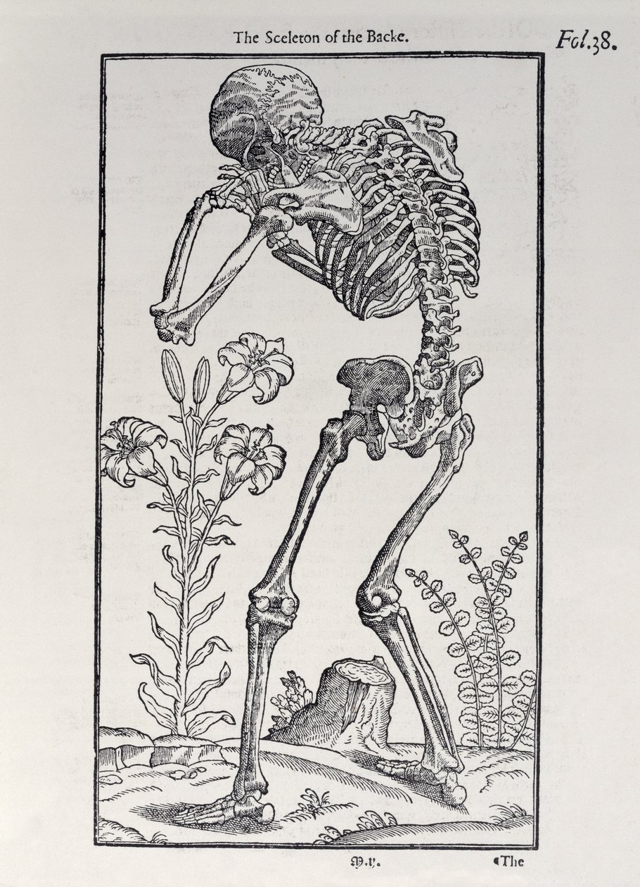 Lo scheletro della schiena, tavola da The Historie of Man pubblicato da John Banister, 1578 da English School