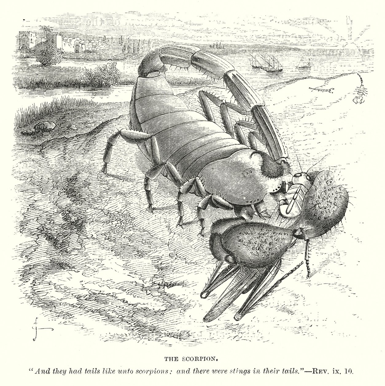 Lo scorpione (incisione) da English School