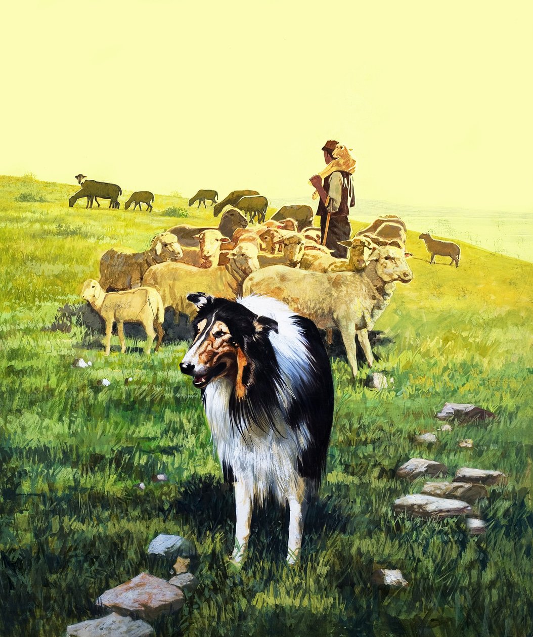 Il cane da pastore, illustrazione di "C