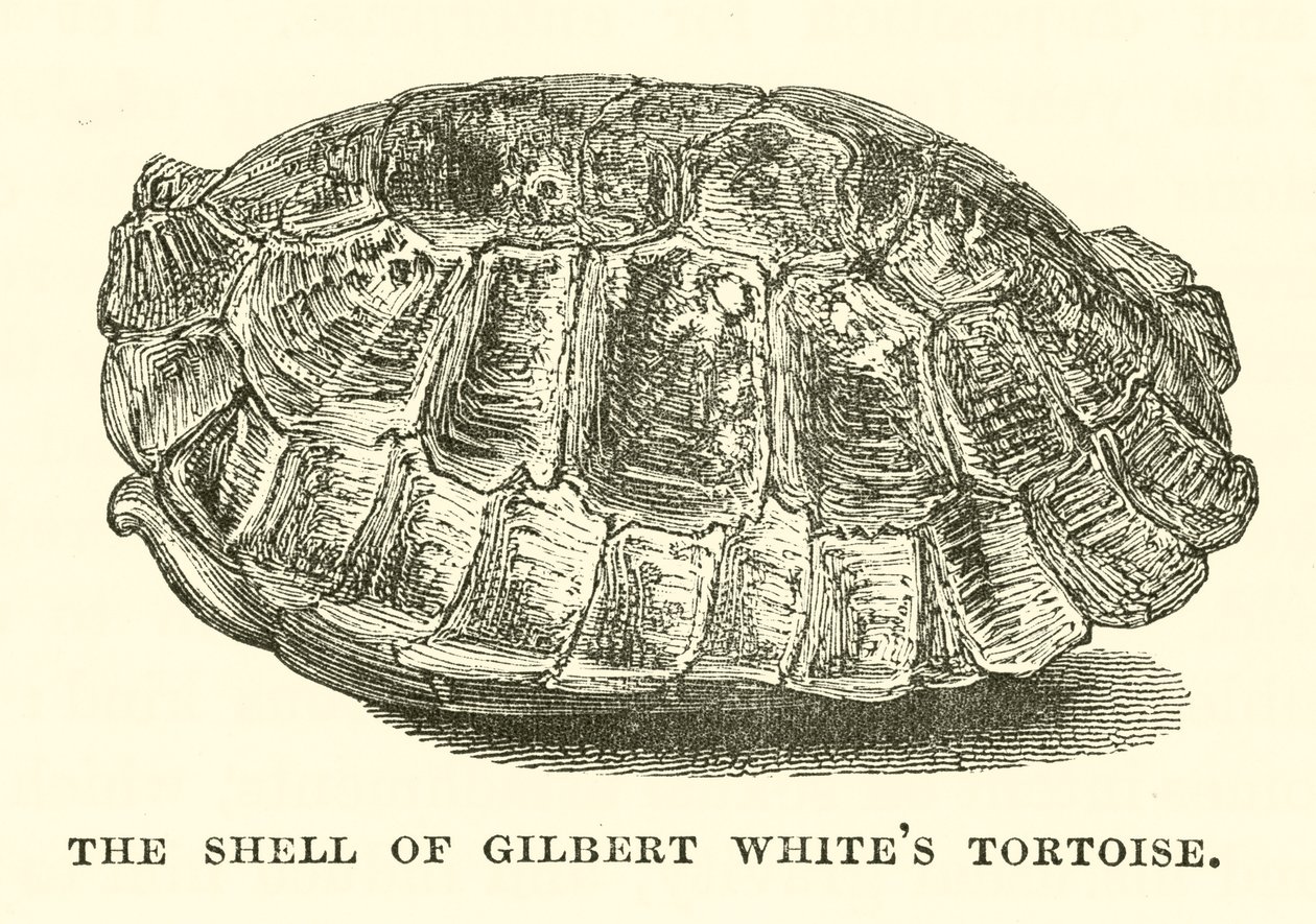 Il guscio della tartaruga di Gilbert White (incisione) da English School