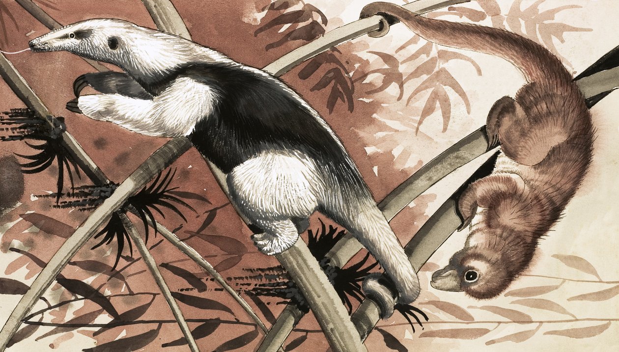 Il Tamandua da English School