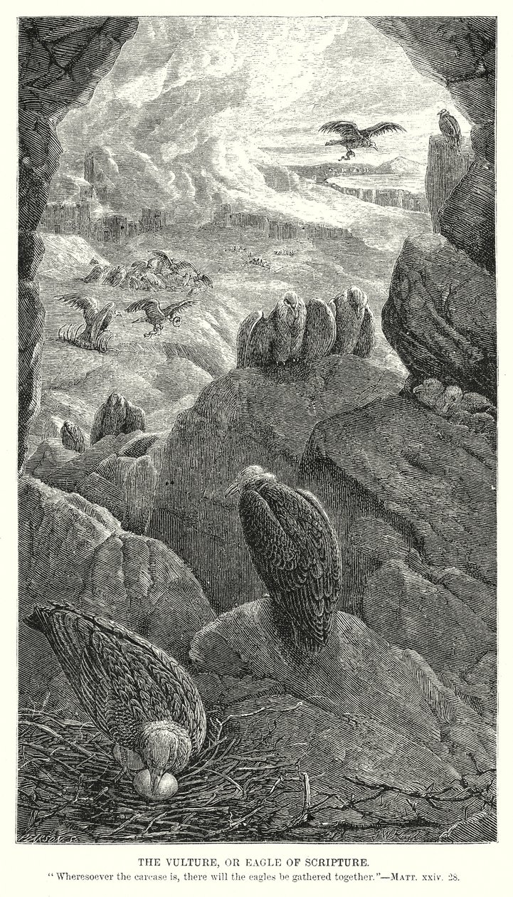 La Vilture, o Aquila della Scrittura (incisione) da English School