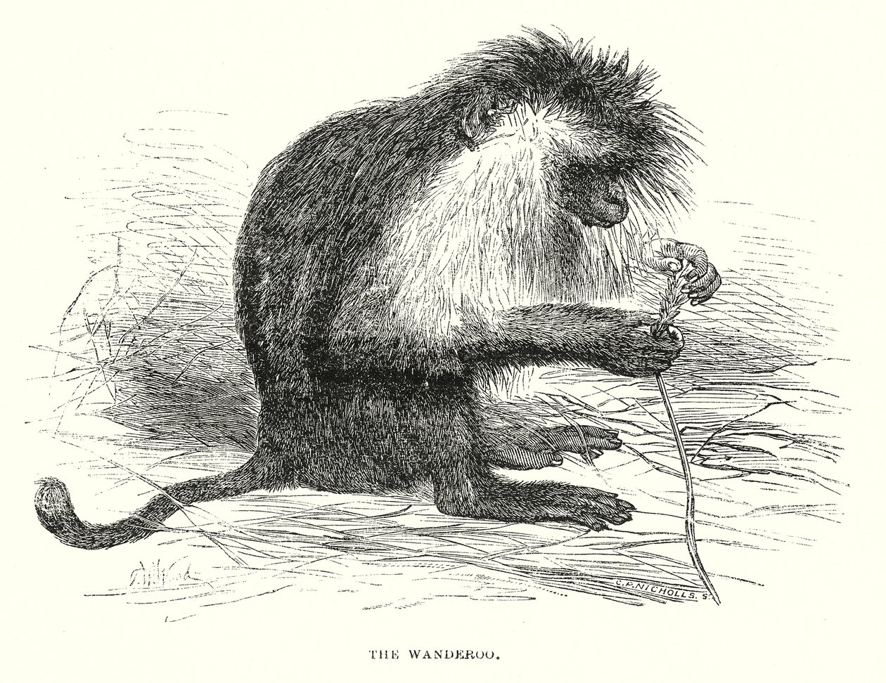Il Wanderoo (incisione) da English School