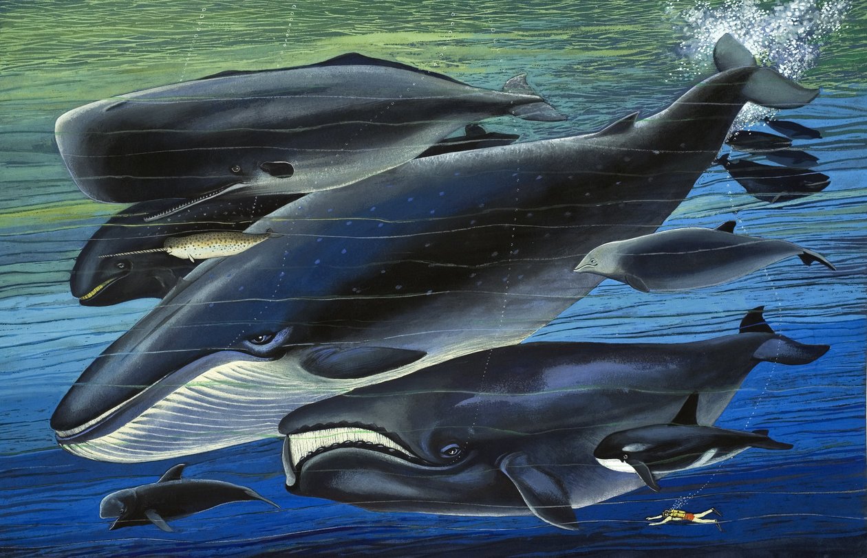 La famiglia di balene, illustrazione da "C