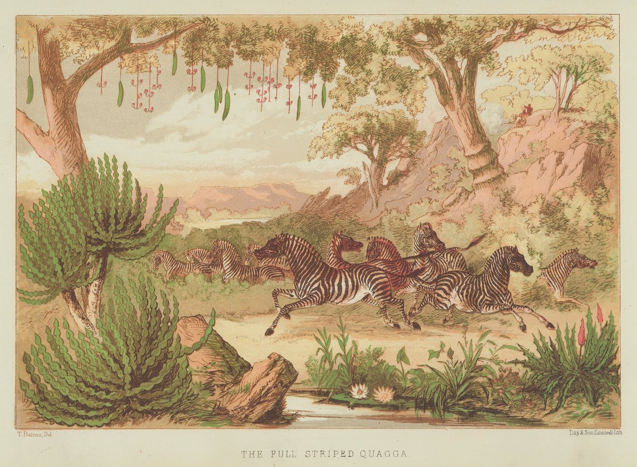 Il quagga a strisce larghe (litografia a colori) da English School
