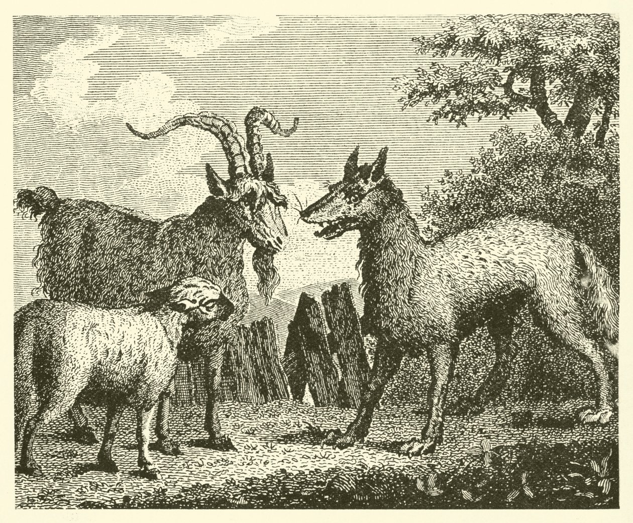 Il lupo, l