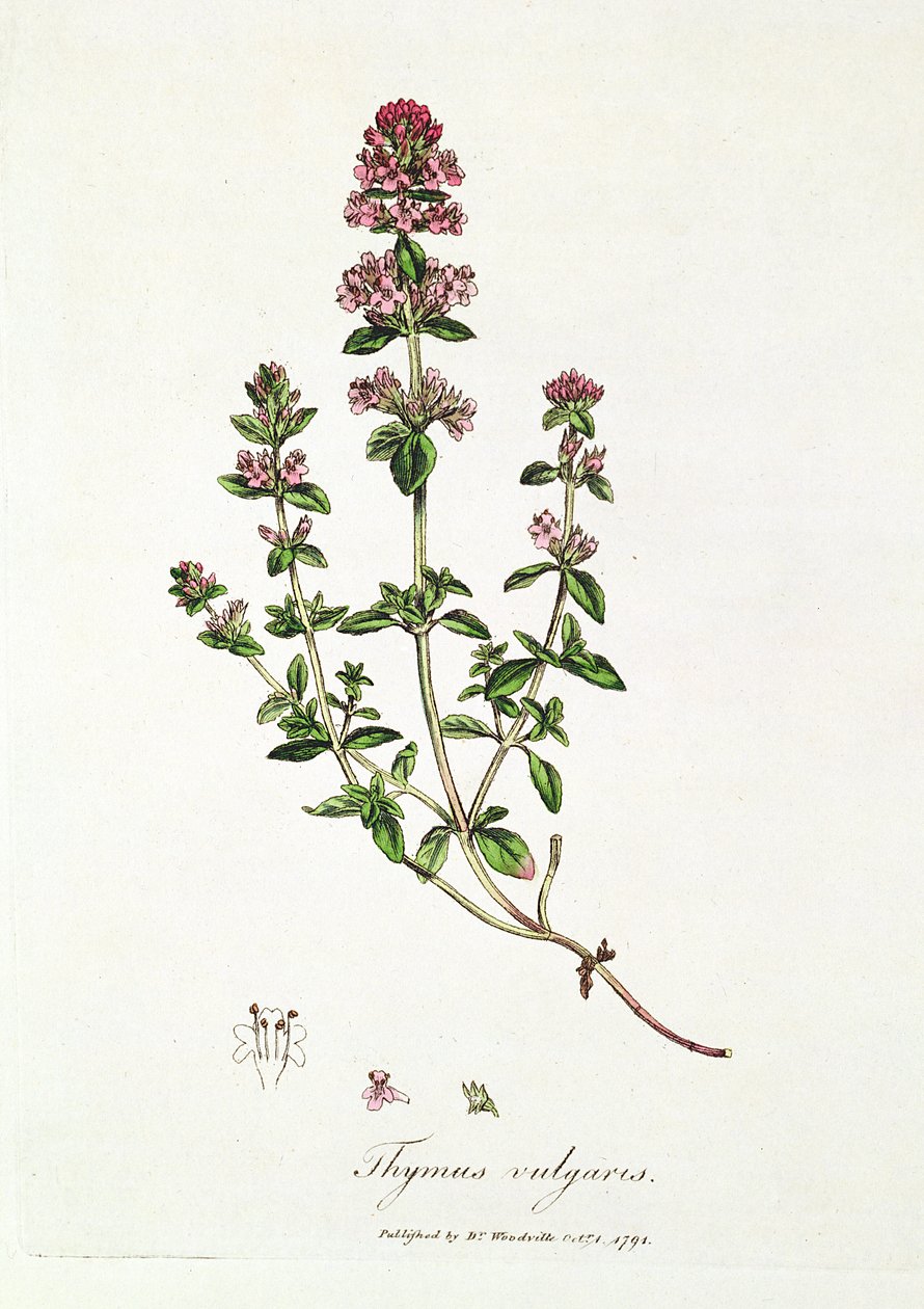 Timo, Thymus vulgaris, pubblicato dal Dr. Woodville da English School